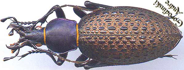 http://www.gorodinski.ru/carabus/Coptolabrus formosus brockmanniodes.jpg